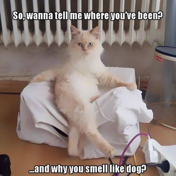 Wanna Tell Me Where You Have Been