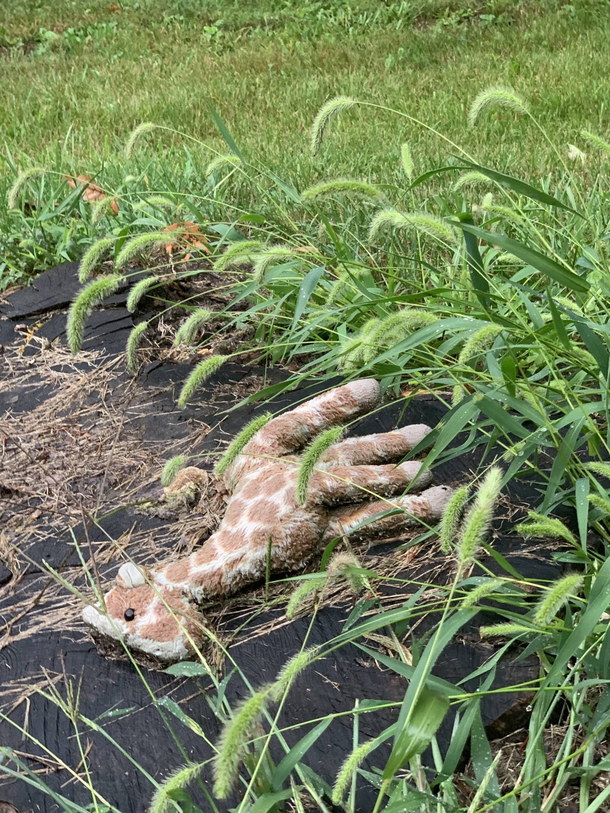 Warning Giraffic Content