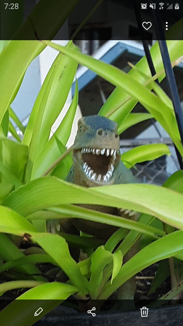 Was cleaning the pool went to water the plants and found this A brilliant  year old put this here Mad respect kiddo Made my entire day