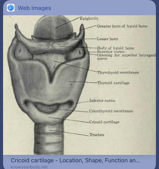 Was doing research on the thyroid and came across this cute little guy