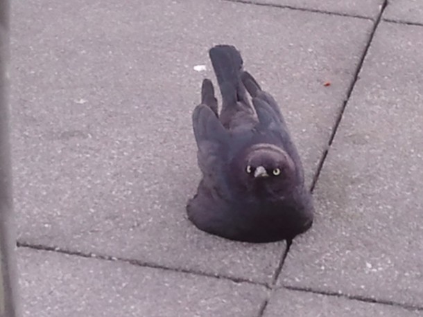 Was finishing up my lunch when I saw this bird try and melt into the ground and then stare at me like I was wrong for judging