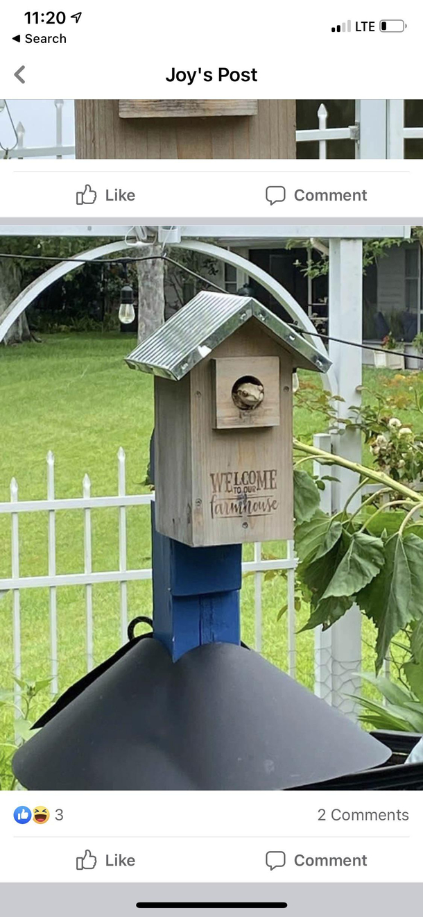 Was hoping for a bluebird but hes a cute lil fellow