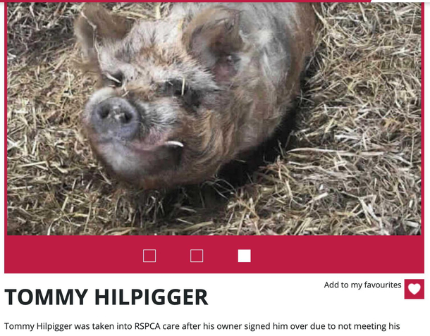 Was looking at chickens to adopt but got distracted by this excellent and brilliantly-named boy