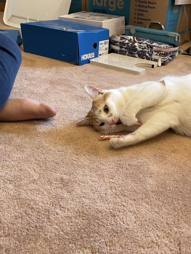 Was looking at cute pictures of my cat and to take a double take