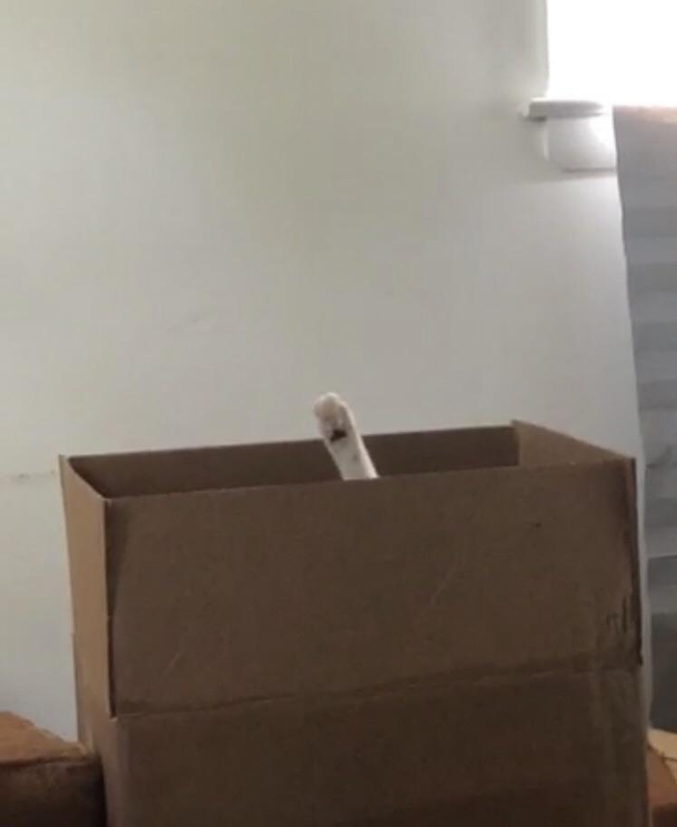 Was looking for my cat when suddenly