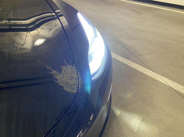Was this a pterodactyl that did this to my car