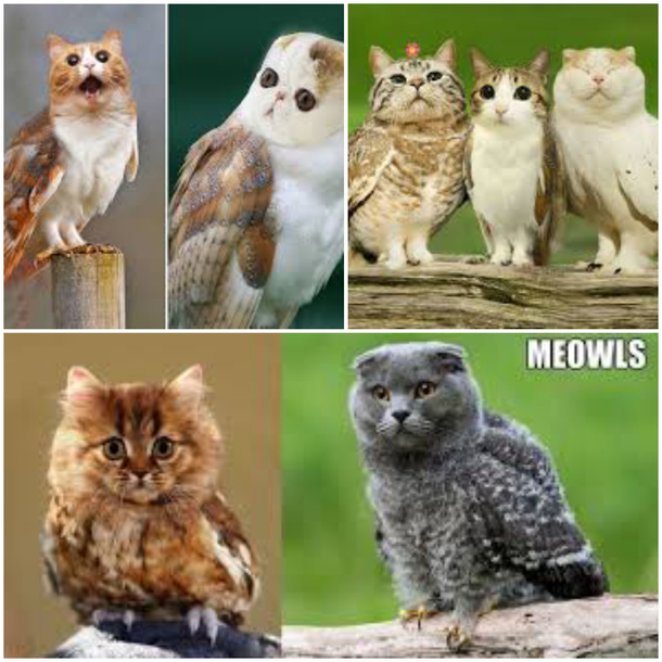 Was trying a Google search for cat bowls but typed cat owls Happiest accident ever