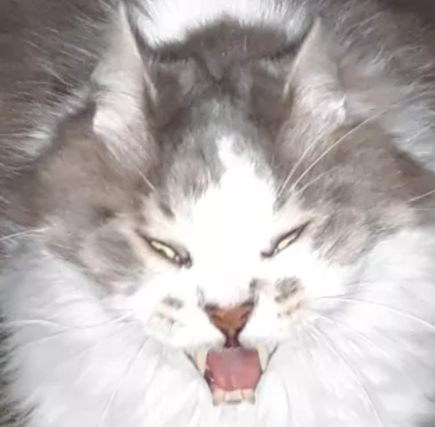 Was trying to take a cute pic of my cat then he yawned