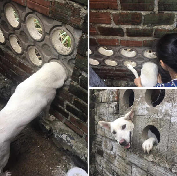 Was wondering why my doggo gone outside for so long