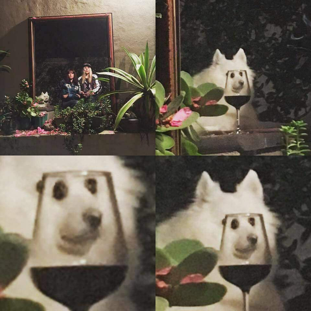 Wasabi the japanese spitz doing a heckin good photobomb