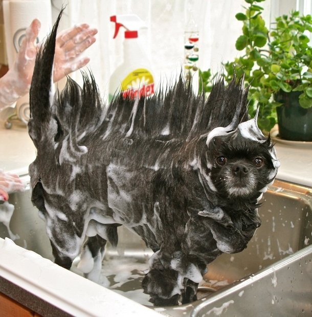 Washing the dog