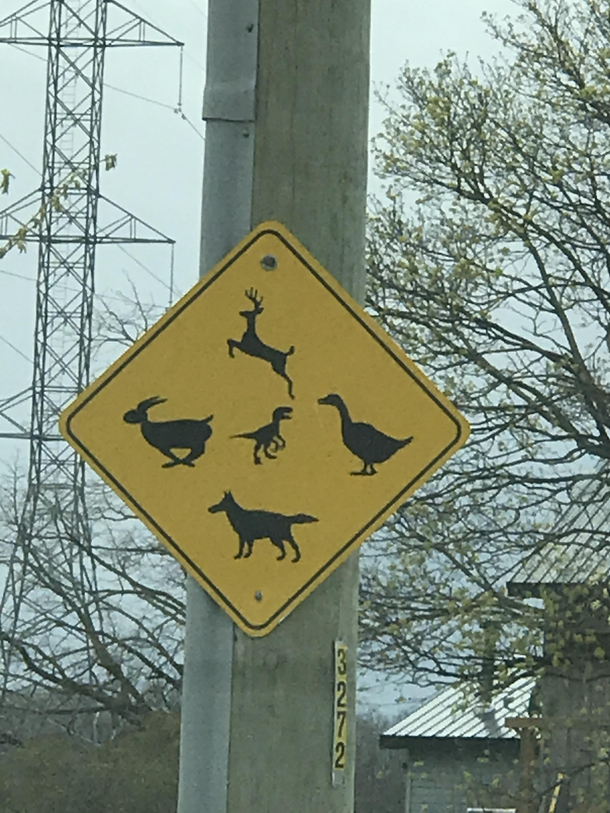 Watch out for those dinosaurs in Canada