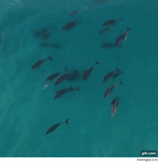 Watching dolphins swim in packs