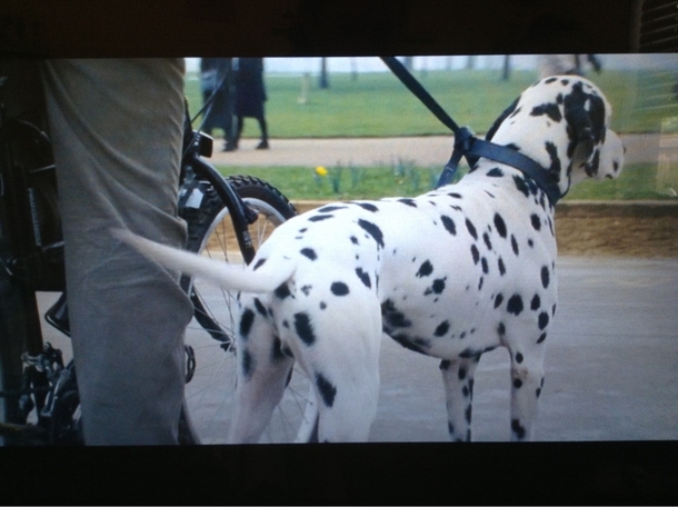 Watching live action  Dalmatians when I notice Pongo is neutered Perdita you cheating bitch
