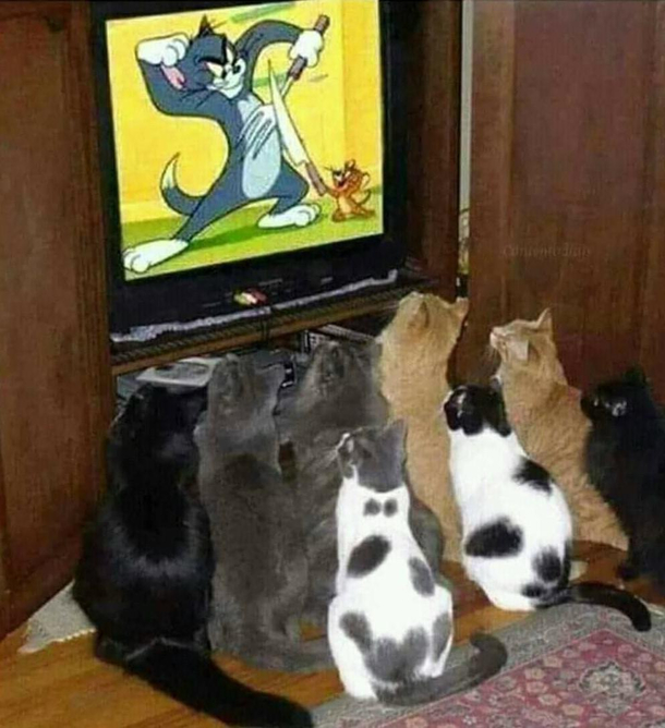 watching their hero