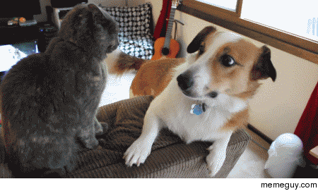 Watching these two mess with each other is a daily occurrence around here