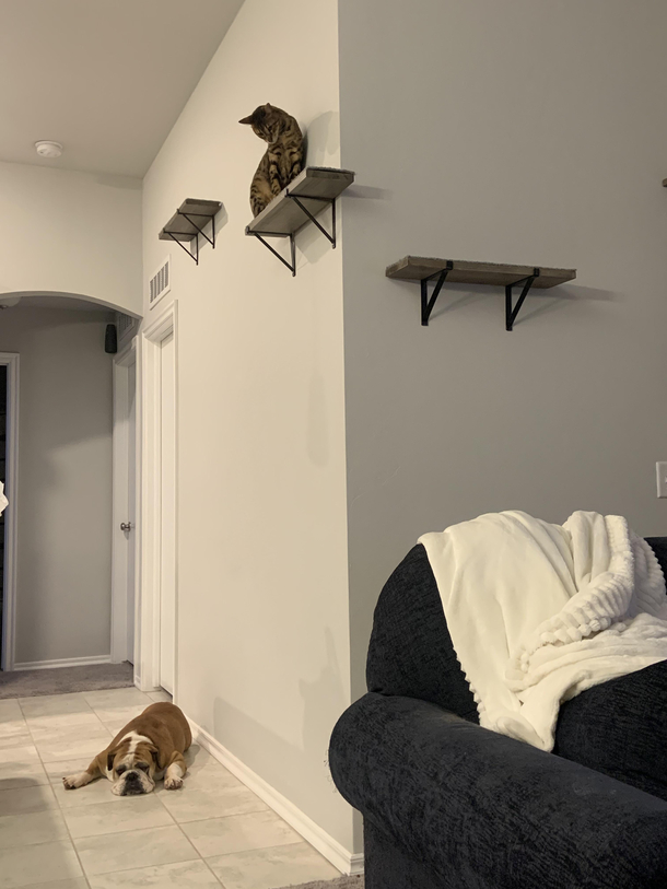 We adopted a bulldog yesterday the cat clearly was not excited about it