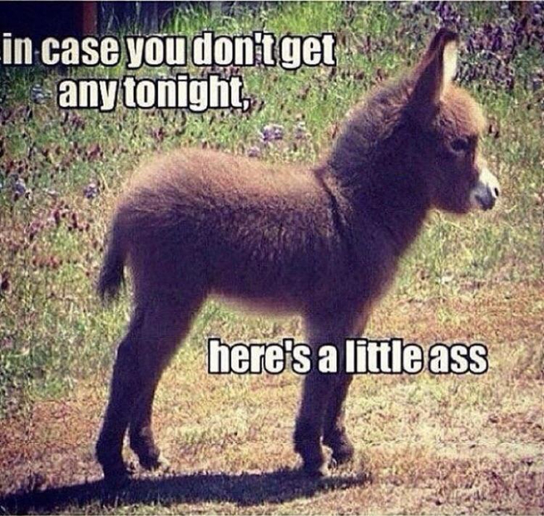 We all need a little ass sometimes