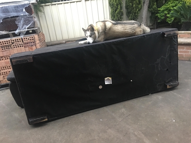 We flipped the couch so he would stop sitting on it and chewing on it Didnt seem to work