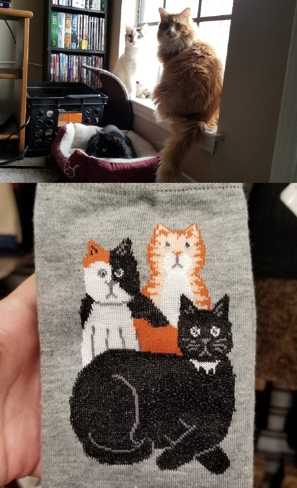 We found socks that matches all of our cats We couldnt pass them up