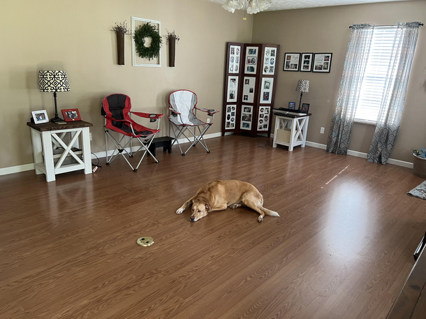 We gave our old furniture away before the new stuff arrives and my dog is depressed and thinks shes a guard dog failure