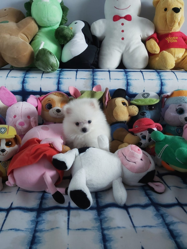 We got a new pet can you spot it