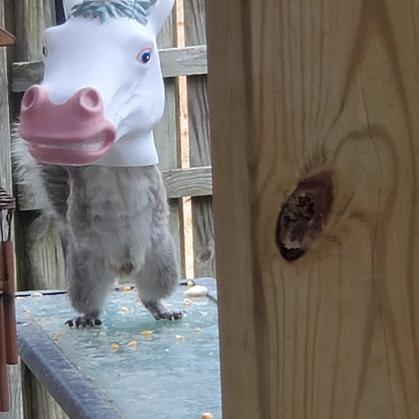 We got a new squirrel feeder