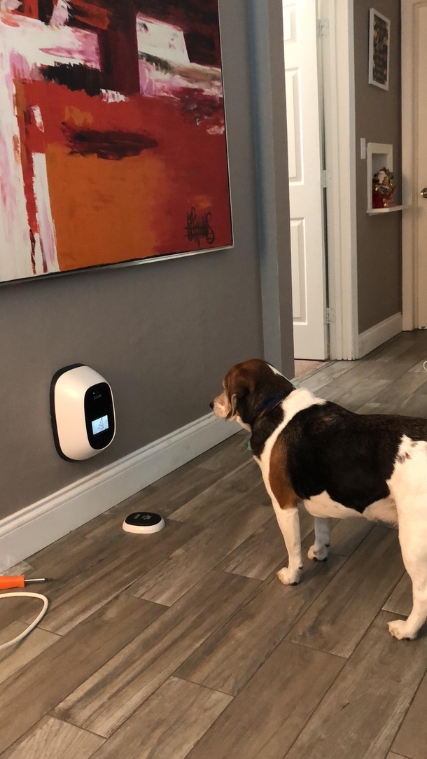 We got a pet cam for Christmas that also has dog tv It plays music and pictures of other dogs Shes been watching for a while now Shes turned into a hooman