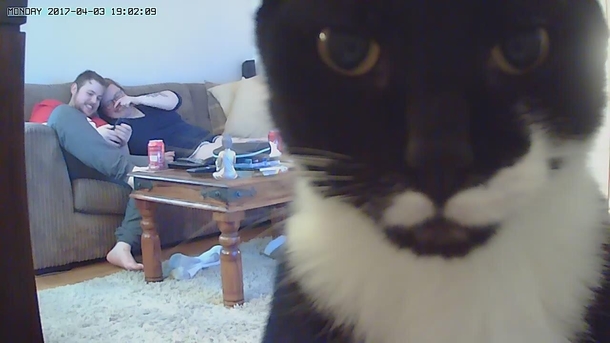 We got cameras for the house The cat does not approve