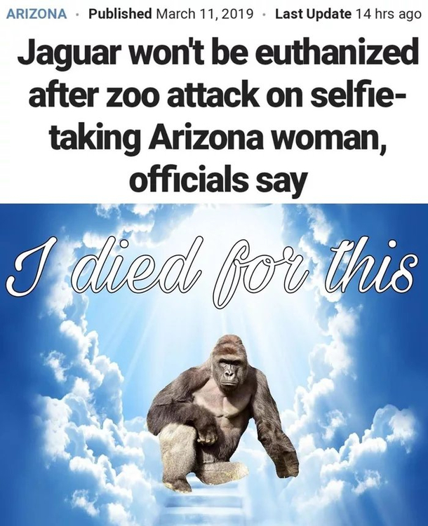 We gotta take a minute to thank this unit of a gorilla for all he has done