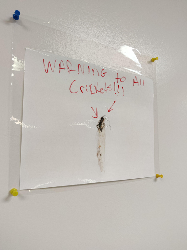 We had a cricket at my officethen we didnt  Named it Han Solo