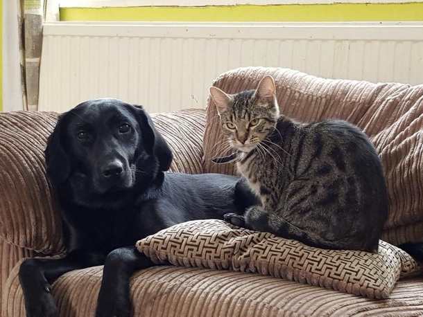 We had to get rid of our puppy a few months ago because it didnt get along with our cats today the new owners sent us this