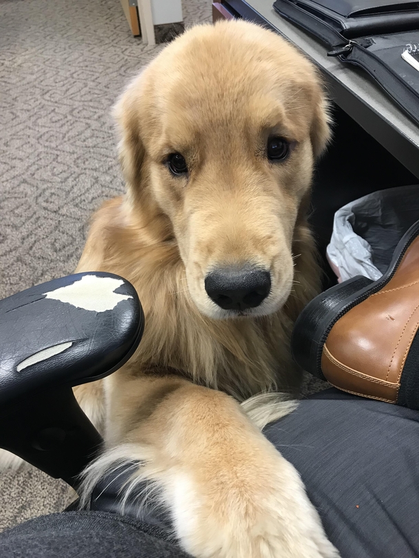 We have an office dog and he visited me today