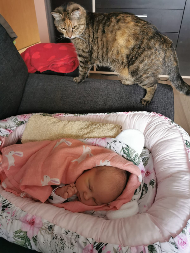 We just had our first baby the cat was not amused
