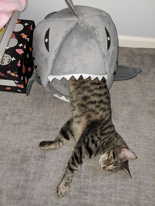 We lost a cat today shark attack