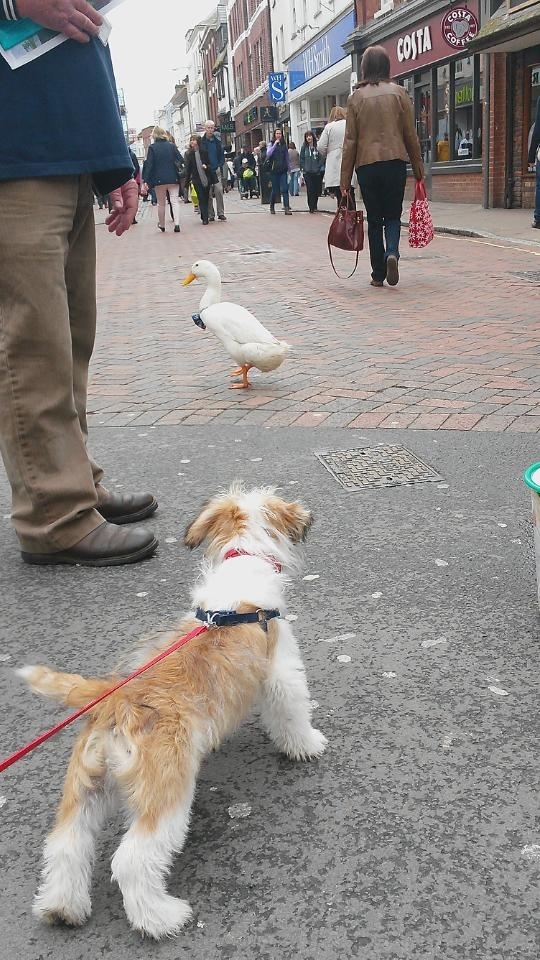 We met a duck wearing a bow tie He pecked Teddy on the nose and waddled off all nonchalant