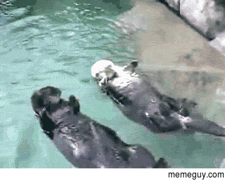 We otter stick together