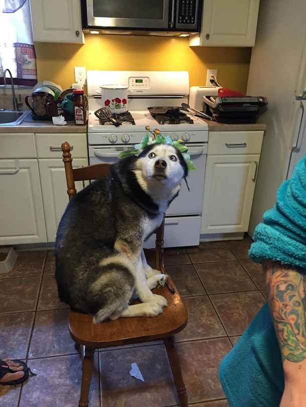 We put a flower headband thingy on our husky He looked like he was tripping hard at EDC