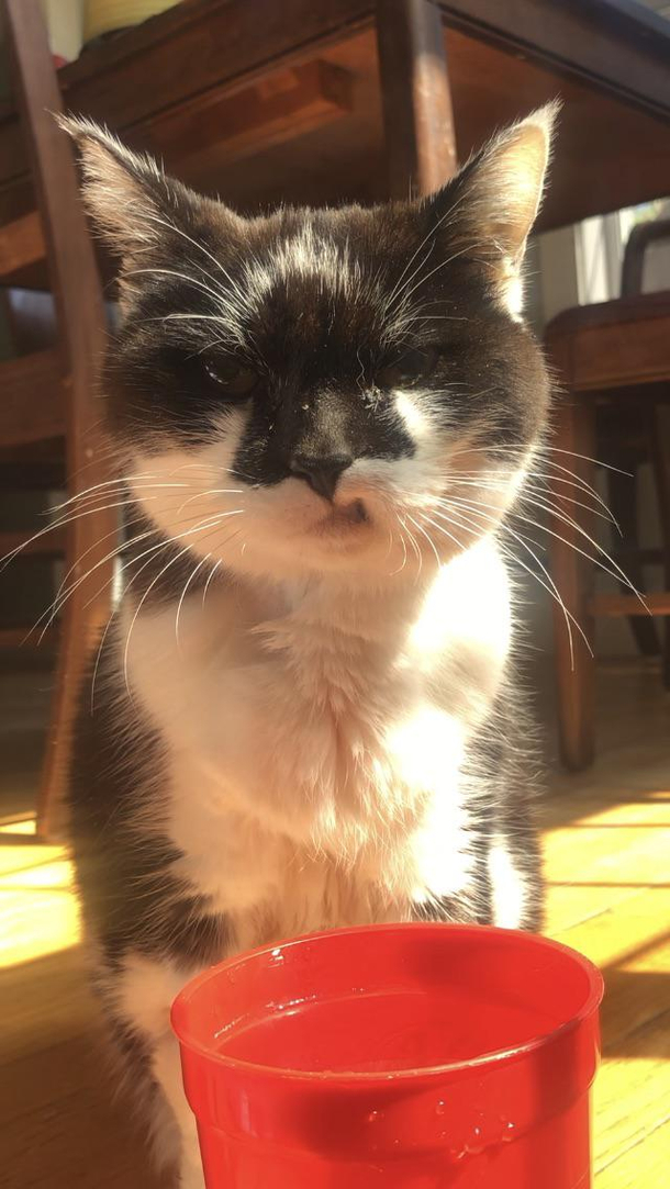 We ran out of cat food