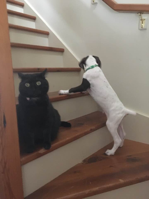 We recently got a GSP puppy Our cats safe space has been upstairs Today pup figured out how to climb the stairs The cat is NOT happy