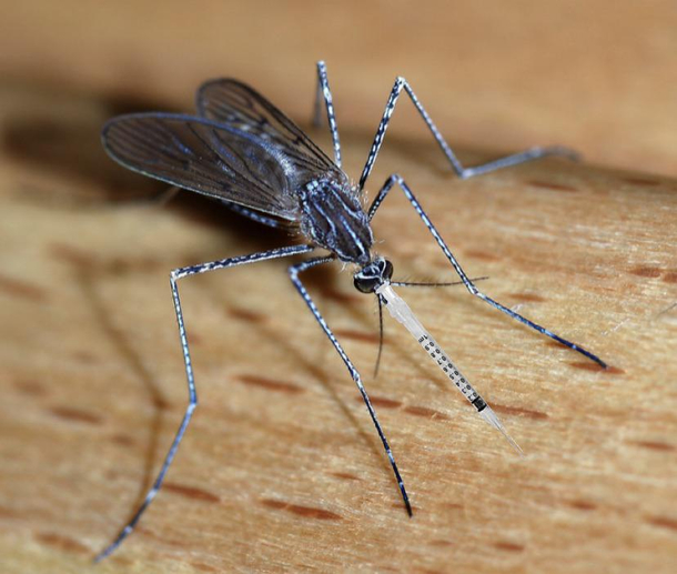 We should create genetically modified mosquitos that provide vaccines whenever they bite