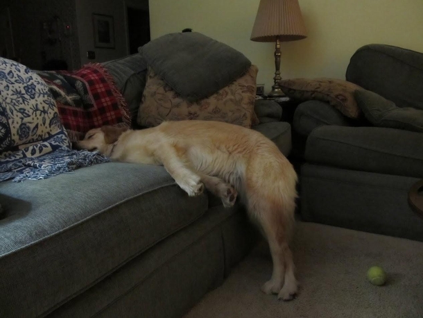 We told our dog she couldnt sleep up on the couch