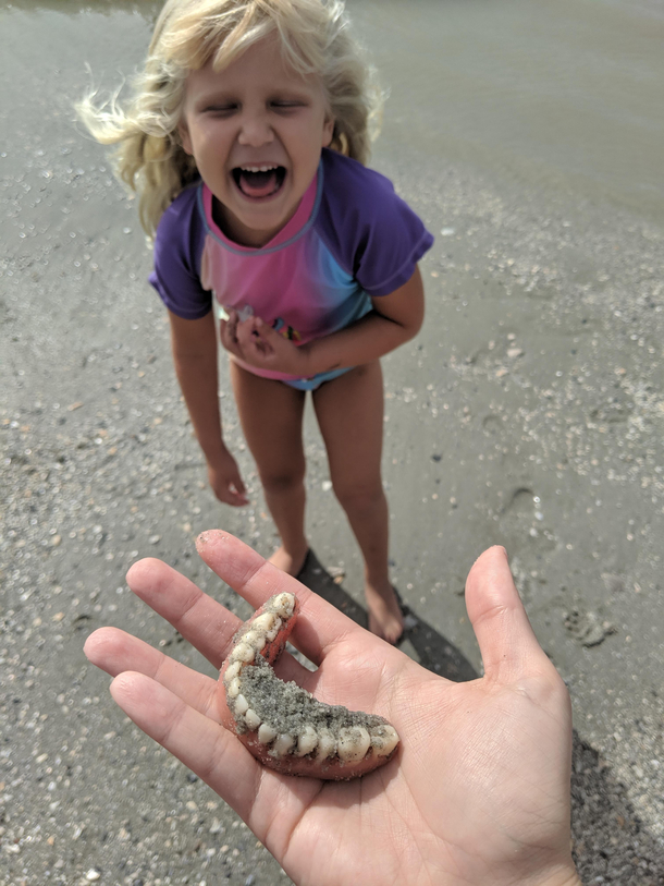 We went to the beach to find shark teeth so when my daughter yelled I found teeth this was the last thing I was expecting