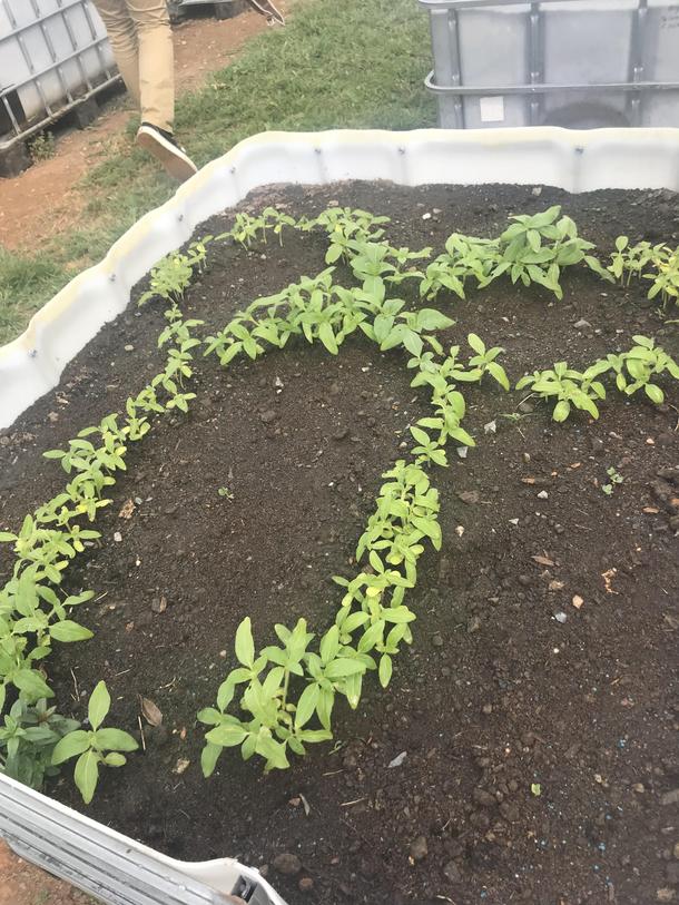 we were asked to plant things in gardens at school - this is what boys will be boys should mean