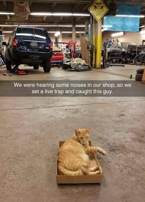 We were hearing some noises in our shop so we set a live trap and cought this guy