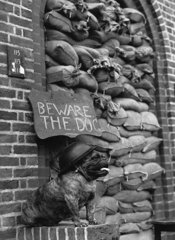 Wearing a steel helmet a bulldog guards a London flat circa 