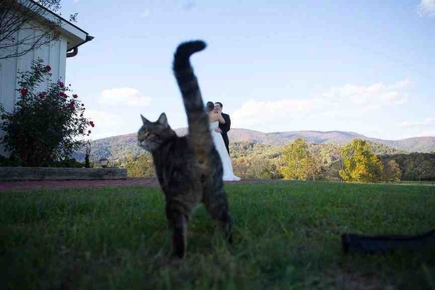 Wedding photo  outdoors  barn cat  awesome photobomb