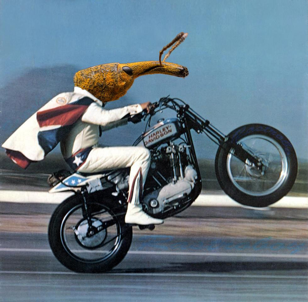 Weevil Knievel