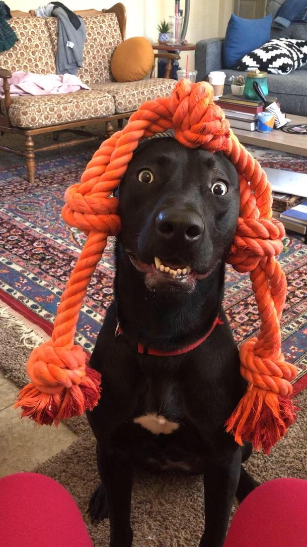 Welcome To Wendys From rwhatswrongwithyourdog