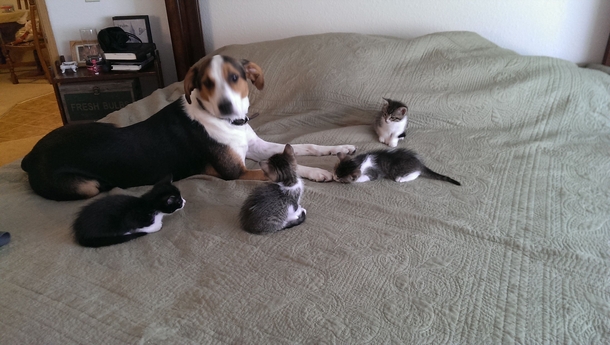 Well my dog just had her first litter of kittens Shes confused